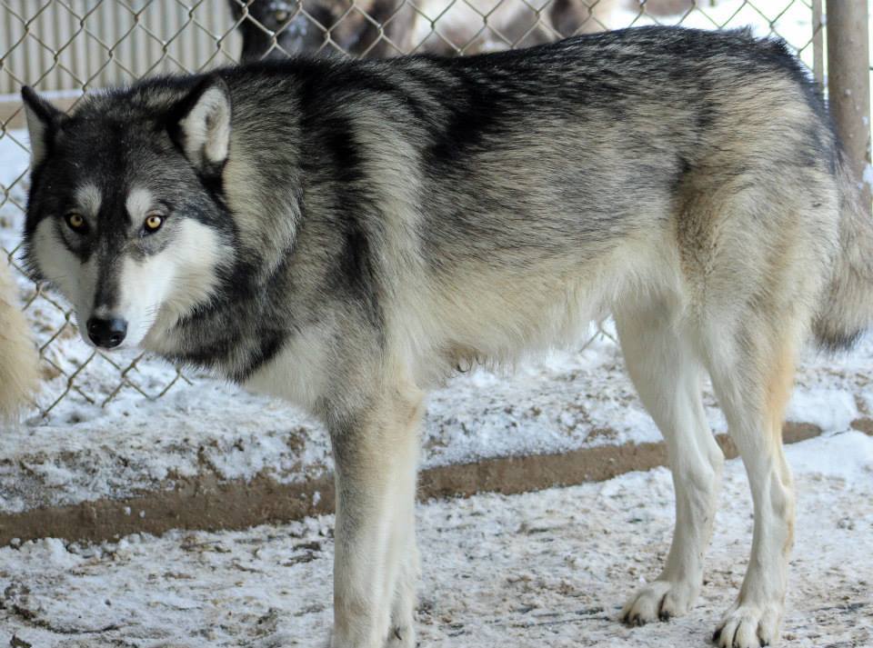 naturepunk:  I post a lot of dogs that are not wolfdogs, so here are a few REAL wolfdogs