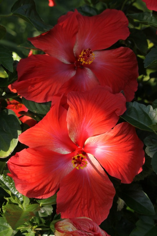 Hibiscus