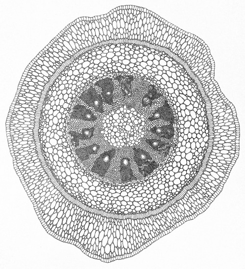 botanicalthesis:  Squeezed in a new piece before the end of the semester. Root cross section illustration laser etched onto basswood. Final etching is 18” x 18” 