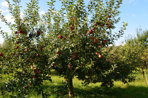 allthingssoulful-garden:It’s been 4 years since the last time we had a proper apple harvest, every y