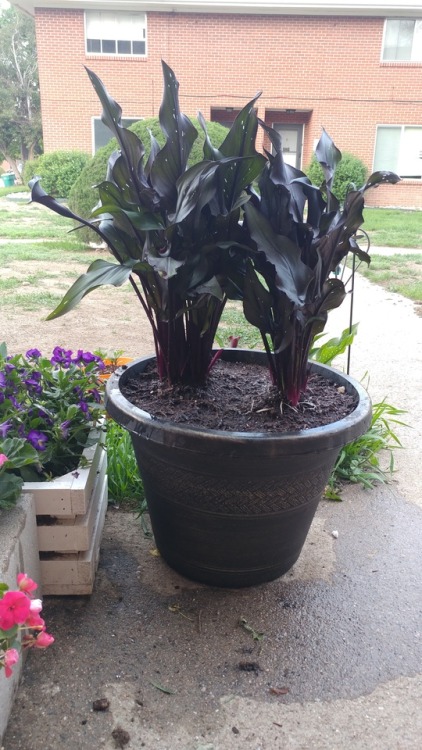 I got my black calla lilies settled in the new pot 😍