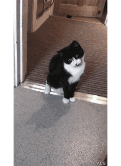 doggykittyeverywhere:  follow my blog for more funny pets!