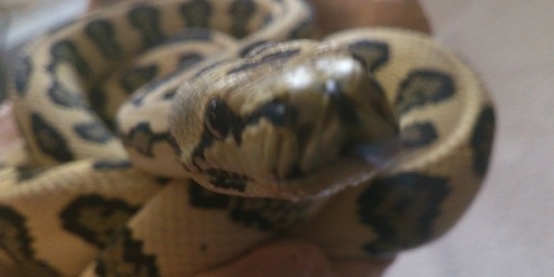 rate-my-reptile:
“ sirkai:
“ bugging my carpet python has dire consequences.
”
DARN SNOOTS: PREPARE TO BOOP EDITION 9.7/10
”