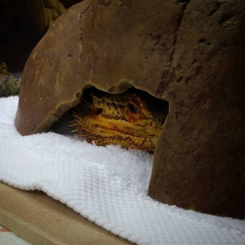 Sorry for lack of posts recently. Pringle is maybe going down into brumation soon, although he&rsquo