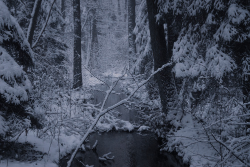 hinterdemmond: winter forest