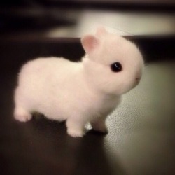 awwww-cute:  Cute Norwegian Netherlands dwarf bunny (Source: http://ift.tt/1hW5UPQ)