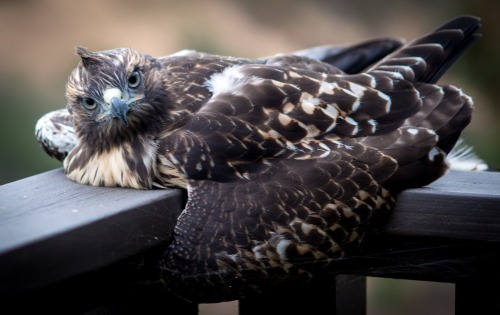 ridiculousbirdfaces:Melting Red-tailed Hawk