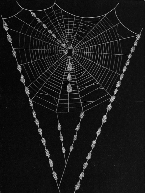 chaosophia218:Henry McCook - Spider Webs, “American Spiders and Their Spinningwork”, 1889.