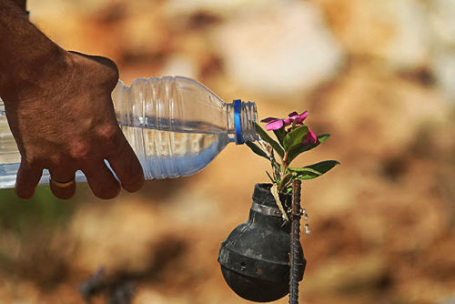  Palestinian lady collects gas bombs fired by Israeli army. She grows flowers in these bombs. 