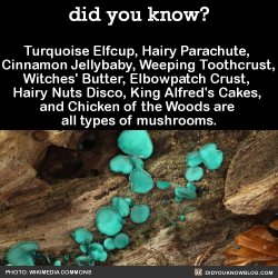 did-you-kno:  Turquoise Elfcup, Hairy Parachute,  Cinnamon Jellybaby, Weeping Toothcrust, Witches’ Butter, Elbowpatch Crust, Hairy Nuts Disco, King Alfred’s Cakes, and Chicken of the Woods are all types of mushrooms.  Source