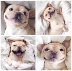 awwww-cute:  Adorable French Bulldog smiles