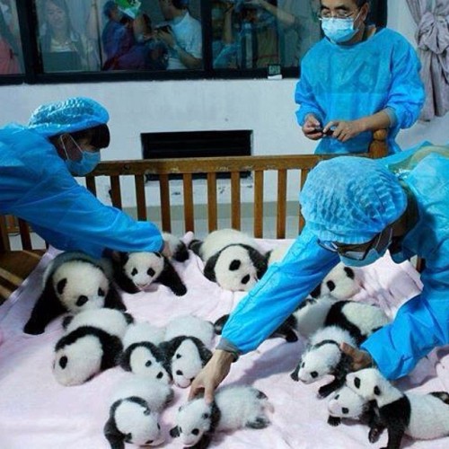 And I so want this job! #panda #cute #instagood porn pictures