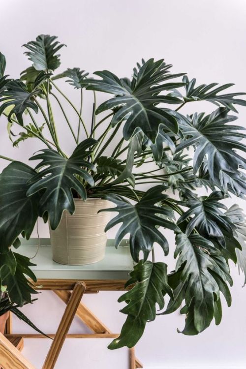 lifeasawaterelement:  Philodendron Xanadu (via SITSITSO)