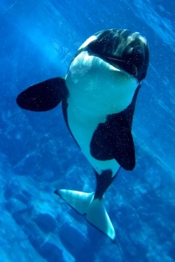 animalgazing:  Killer Whale Grin by ~annlo13 