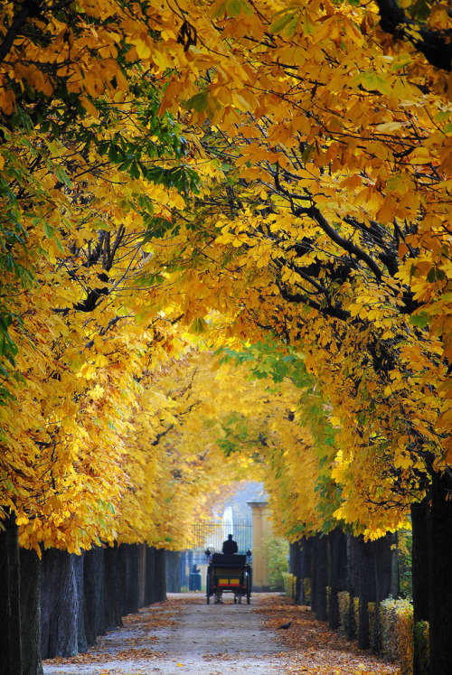 allthingseurope:  Vienna, Austria (by Gery SINGER) 