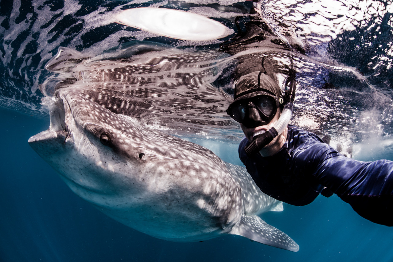 nubbsgalore:  photos by shawn heinrichs in oslob, philippines and isla mujeres,