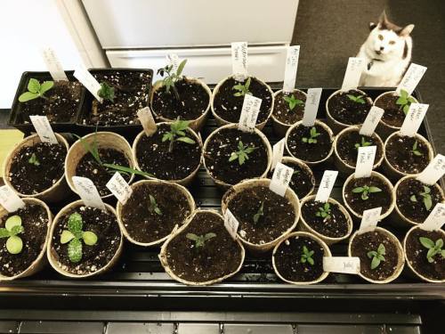 Repotting seedlings. And guest appearance by Pops! All the way in the kitchen! I really need to thin