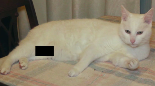 clickholeofficial: We Censored This Cat’s Penis To Prove A Point 