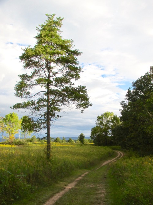 Another spot on the trail. This view will be even better in a few weeks when this tree and the ones 