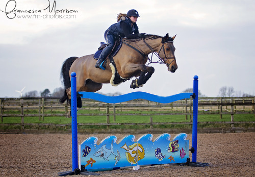 fmequinephotos:  Lara Whiteway and Prince jumping 1.50m www.facebook.com/fmphotosx