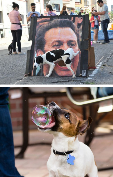 tastefullyoffensive:  Perfectly Timed Dog Photos [boredpanda]Previously: Before and After Pictures of Animals Growing Up 