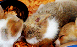 dailyanimals:      [x]     