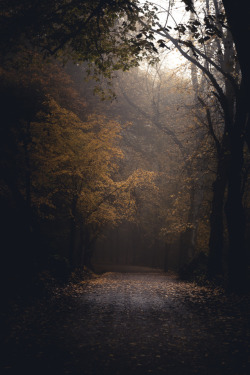 freddie-photography:  Hampstead Heath, LondonBy Frederick Ardley PhotographyFollow on Instagram: @frederickardley