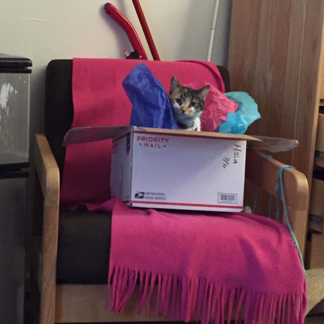 penicillium-pusher:  penicillium-pusher:   Naomi loves laying in boxes, but she was