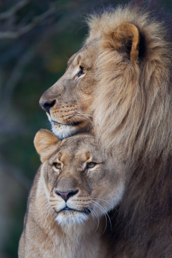 phototoartguy:  Lion Couple (by old.gear)