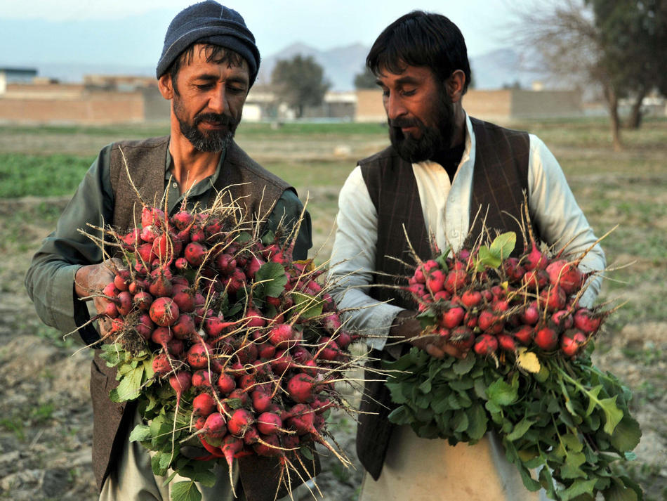 kheirafghanistan:  Afghan farmers work at a vegetable field in the outskirts of Jalalabad