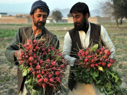 kheirafghanistan:  Afghan farmers work at a vegetable field in the outskirts of Jalalabad on February 17, 2013. The economy of Afghanistan can be categorised as poor and unstable as it lacks proper industrialisation, there is a lack of well-developed