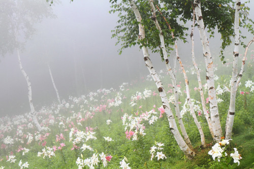 phantastrophe: Nasushiobara, Japan | Photographer: sd@blog of all