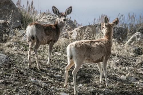 Mule Deer feeding In the boulder fieldsriverwindphotography, April, 2019