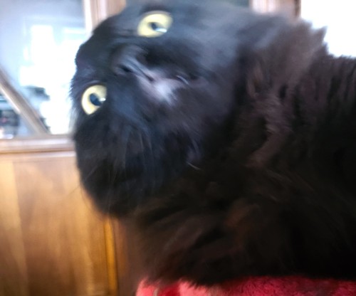 Y'all: So, How Them Pictures Of The Kitties Coming Along?..