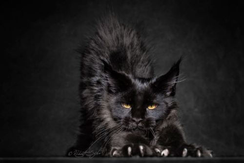 cwnerd12: littlelimpstiff14u2:   Robert Sijka  photographs Maine Coon cats and makes them look like majestic mythical beasts  The man who takes these glorious photos is Robert Sijka.   	“My passions are cats and photography, I do my best to combine