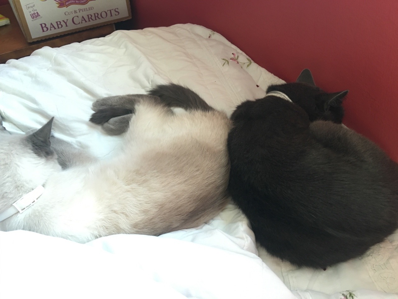 unflatteringcatselfies:  Storm was cleaning Outlier until they suddenly started play