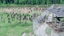 hecaeteh:  Fangirl Challenge - [8/10] tv-series - The Walking Dead 