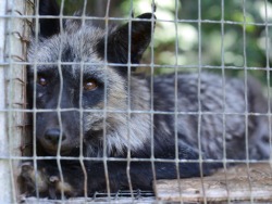 treekisser:  The season of fur “fashion” is upon us once again. Are you ready to speak out against this needless exploitation, cruelty and violence?  (photos by Jo-Anne McArthur of We Animals) 