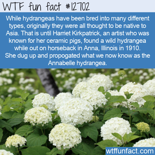 Hydrangeas are native to Asia, except for one type. Click to read the full fact.