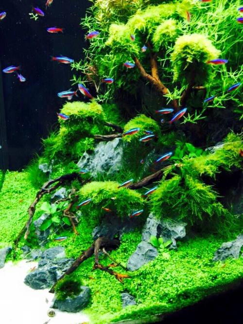 aquarium44:By Aquascaping-Symphony (Facebook link in the source)