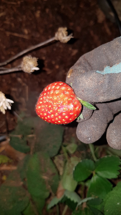 May 11 2018 - First strawberry of the season!!Harvested by headlamp.The dead looking stuff is a pere
