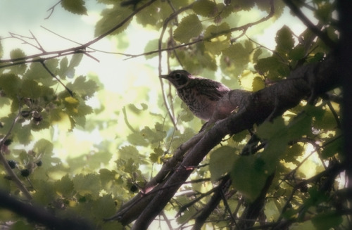 song sparrow in mulberry treeig