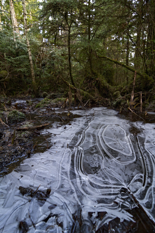 haleycrozier:Natural Stained GlassA frozen puddle at Butze Rapids in Prince Rupert took on a stained