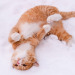npt2910:雪が寒いけど、遊ぶのも楽しいにゃん😸