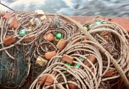 LEDs IN GILLNETS REDUCE SEABIRD DEATH BY 85 PERCENT Bycatch in net fisheries is recognized as a majo