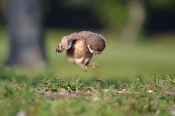 awwww-cute:  Baby owl learning to fly 