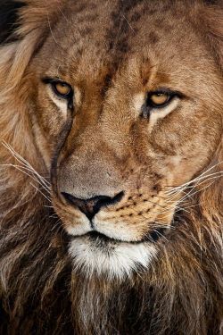 our-amazing-world:  Lion  (by John White Amazing World beautiful amazing