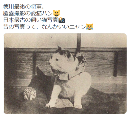 wwwwwwwwwwww123:(2) まっちゃんさんはTwitterを使っています 「徳川最後の将軍、 慶喜撮影の愛猫ハン 日本最古の飼い猫写真 昔の写真って、なんかいいニャン t.