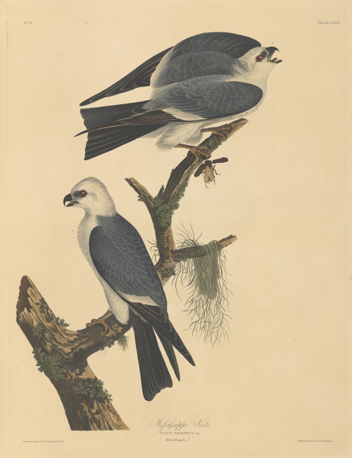 Mississippi kite. From John James Audubon’s Birds of America v.02, circa 1834-1834.