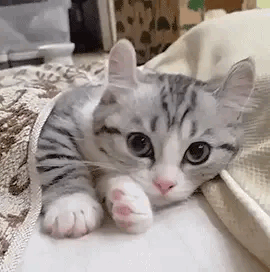 «❀» Cat Stimboard! 
